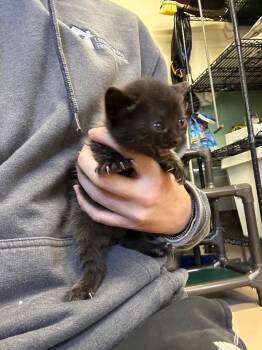 Jnana -  Domestic Short Hair Cat for Adoption in Mineral, Virginia - Jnana | PetCurious