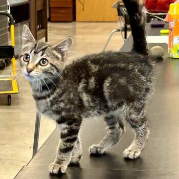 Zip -  Domestic Short Hair Cat for Adoption in Cincinnati, Ohio - Zip | PetCurious