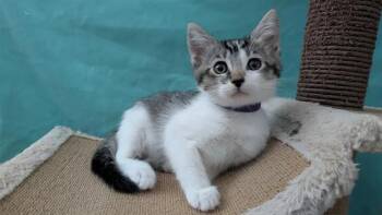 ANGEL -  Domestic Short Hair Cat for Adoption in Tustin, California - ANGEL | PetCurious