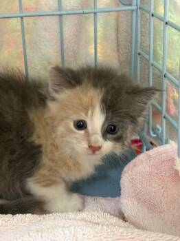 Gwen -  Domestic Short Hair Cat for Adoption in Gainesville, Florida - Gwen | PetCurious