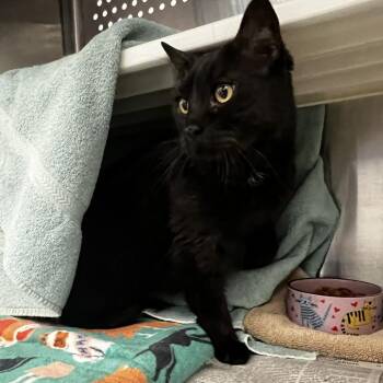 Domestic Short Hair Cats Available for Adoption - Mr. Sirius Black | PetCurious