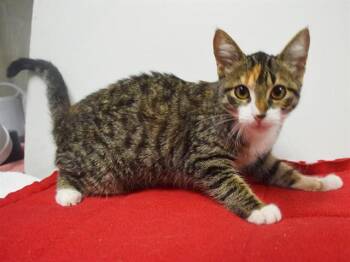 HAILEY -  Domestic Short Hair Cat for Adoption in Sacramento, California - HAILEY | PetCurious
