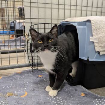 Freya -  Domestic Short Hair Cat for Adoption in Columbus, Ohio - Freya | PetCurious