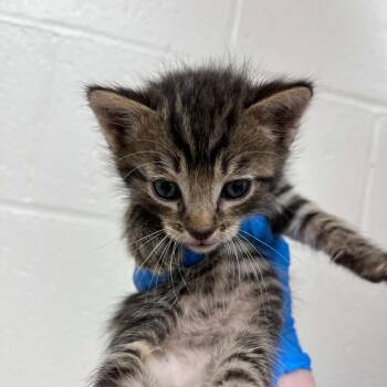Domestic Short Hair Cats Available for Adoption in Lyndhurst, Virginia - Roger | PetCurious