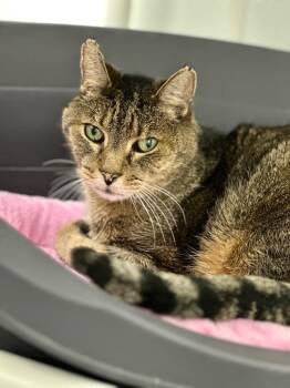 Domestic Short Hair Cats Available for Adoption in Cumberland, Maine - Theodore | PetCurious