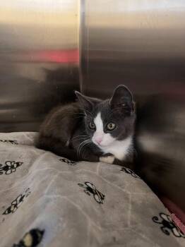 Bambi -  Domestic Short Hair Cat for Adoption in Colonial Heights, Virginia - Bambi | PetCurious