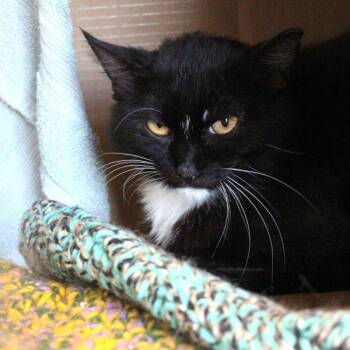 Thaddeus -  Domestic Short Hair Cat for Adoption in Des Moines, Iowa - Thaddeus | PetCurious