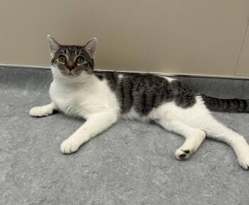 Zoltar -  Domestic Short Hair Cat for Adoption in Arlington, Vermont - Zoltar | PetCurious