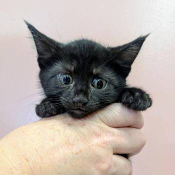 Obsidian -  Domestic Short Hair Cat for Adoption in Huntsville, Arkansas - Obsidian | PetCurious