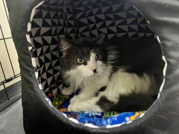 Domestic Long Hair Cats Available for Adoption in Shorewood, Illinois - Thor | PetCurious