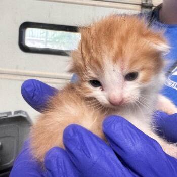 TUSC-Stray-85439_2 -  Domestic Short Hair Cat for Adoption in Tuscaloosa, Alabama - TUSC-Stray-85439_2 | PetCurious