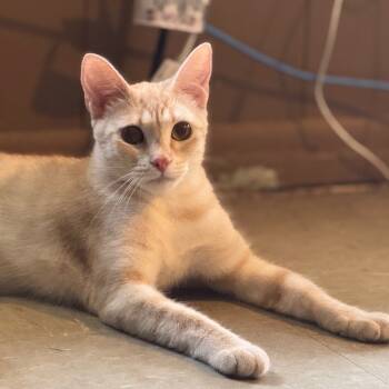 Rescue Domestic Short Hair Cats for Adoption in Kailua-kona, Hawaii - Giselle | PetCurious