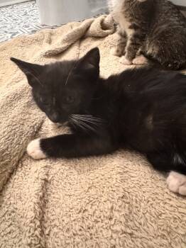 Rescue Domestic Short Hair Cats for Adoption in Virginia Beach, Virginia - Power | PetCurious