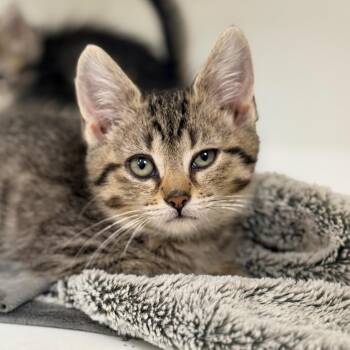 Domestic Short Hair Cats Available for Adoption - Waffles | PetCurious