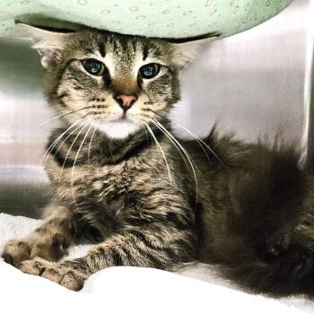 Princess -  Domestic Short Hair Cat for Adoption in Oakland, California - Princess | PetCurious