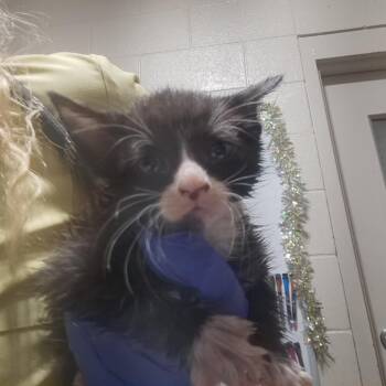 Domestic Short Hair Cats Available for Adoption in Milton, Florida - Juliet | PetCurious