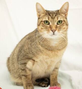 Tabby Cats Available for Adoption - Jolene | PetCurious
