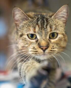 Sweetie Pie -  Domestic Short Hair Cat for Adoption in Pequot Lakes, Minnesota - Sweetie Pie | PetCurious