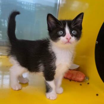 Domestic Short Hair Cats Available for Adoption in Abilene, Texas - Azalea | PetCurious