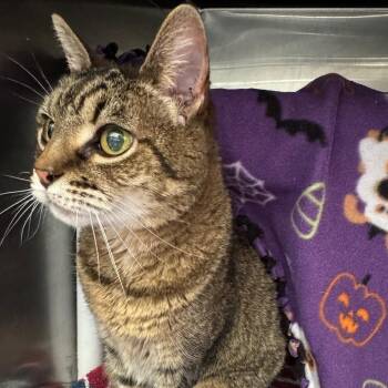 Domestic Short Hair Cats Available for Adoption - Sophie | PetCurious