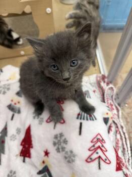 Domestic Medium Hair and Russian Blue Cats Available for Adoption in Lancaster, California - Ash | PetCurious