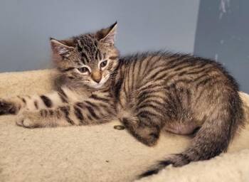 Kathy -  Domestic Short Hair Cat for Adoption in Bloomington, Indiana - Kathy | PetCurious