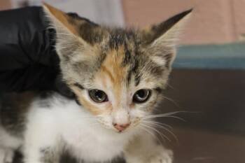 GRACELYN -  Domestic Short Hair Cat for Adoption in Columbia, South Carolina - GRACELYN | PetCurious