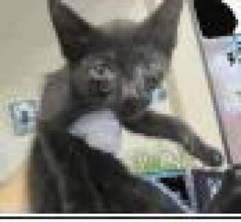 Rescue Domestic Short Hair Cats for Adoption in Daytona Beach, Florida - Aol | PetCurious