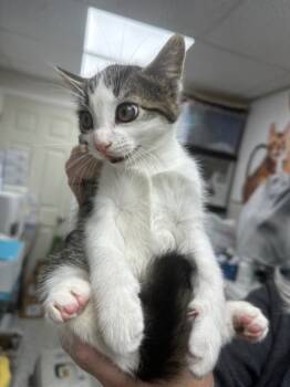 Rescue Domestic Short Hair Cats for Adoption in Pomona, New York - Summers | PetCurious