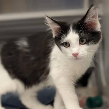 Ink -  Domestic Medium Hair Cat for Adoption in Pittsburgh, Pennsylvania - Ink | PetCurious