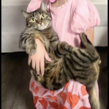 Gabby -  Domestic Short Hair Cat for Adoption in Murray, Utah - Gabby | PetCurious