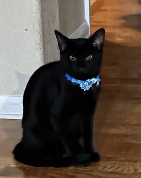 Whiskerquill -  Domestic Short Hair Cat for Adoption in Colorado Springs, Colorado - Whiskerquill | PetCurious
