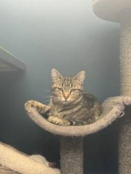 Domestic Short Hair Cats Available for Adoption in Waterloo, Iowa - Trix | PetCurious