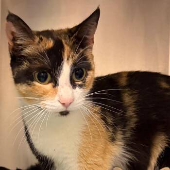 Domestic Short Hair Cats Available for Adoption in Nashville, Tennessee - Golden Hour | PetCurious