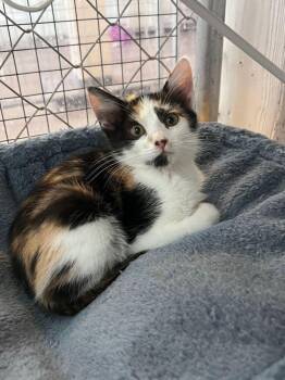Addie -  Calico Cat for Adoption in Mcpherson, Kansas - Addie | PetCurious
