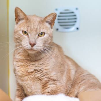 Rescue Domestic Short Hair Cats for Adoption in Wilmington, Delaware - Brother (Bonded With Sissy) | PetCurious