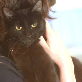 Taylor -  Domestic Short Hair Cat for Adoption in Belleville, Illinois - Taylor | PetCurious