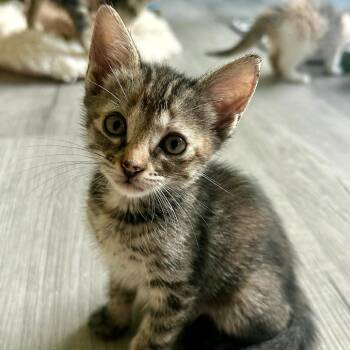 Helga -  Domestic Short Hair Cat for Adoption in Peachtree City, Georgia - Helga | PetCurious