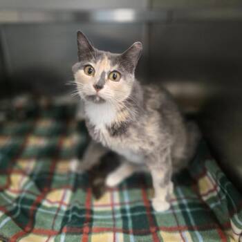 French Fry -  Domestic Short Hair Cat for Adoption in Eagle Mountain, Utah - French Fry | PetCurious