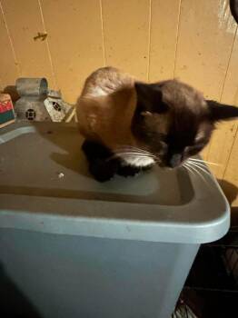 Espresso -  Siamese Cat Available for Adoption in Franklin, West Virginia - Espresso | PetCurious
