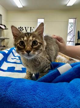 Marie -  Domestic Medium Hair Cat for Adoption in Baton Rouge, Louisiana - Marie | PetCurious