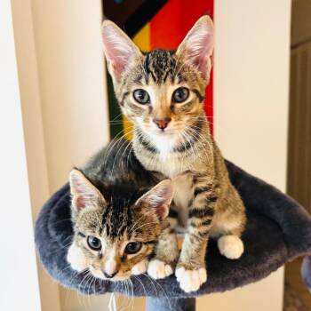 Koda -  Domestic Short Hair Cat for Adoption in Pompano Beach, Florida - Koda | PetCurious