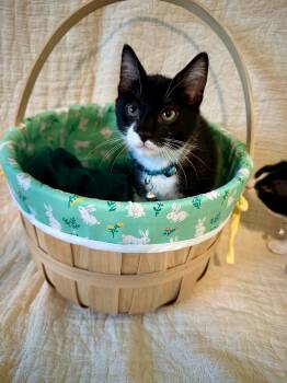 Domestic Short Hair Cats Available for Adoption -  Petra - Playful And Affectionate Kitten | PetCurious