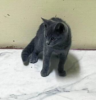 Rescue Domestic Short Hair Cats for Adoption in Columbia, Kentucky - Reaper | PetCurious