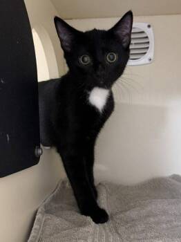 Felicia -  Domestic Short Hair Cat for Adoption in Lancaster, Pennsylvania - Felicia | PetCurious