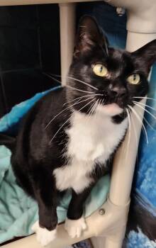 Rescue Domestic Medium Hair Cats for Adoption in Houston, Texas - Meg Furrever | PetCurious
