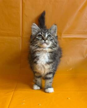 Chamomile -  Domestic Long Hair Cat for Adoption in Cleveland, Ohio - Chamomile | PetCurious
