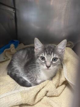 Chi -  Domestic Short Hair and Tabby Cat for Adoption in Plymouth, Michigan - Chi | PetCurious