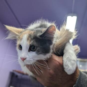 Shirley -  Domestic Medium Hair Cat for Adoption in Redwood Valley, California - Shirley | PetCurious
