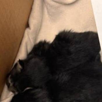 Graham -  Domestic Medium Hair Cat for Adoption in Tempe, Arizona - Graham | PetCurious